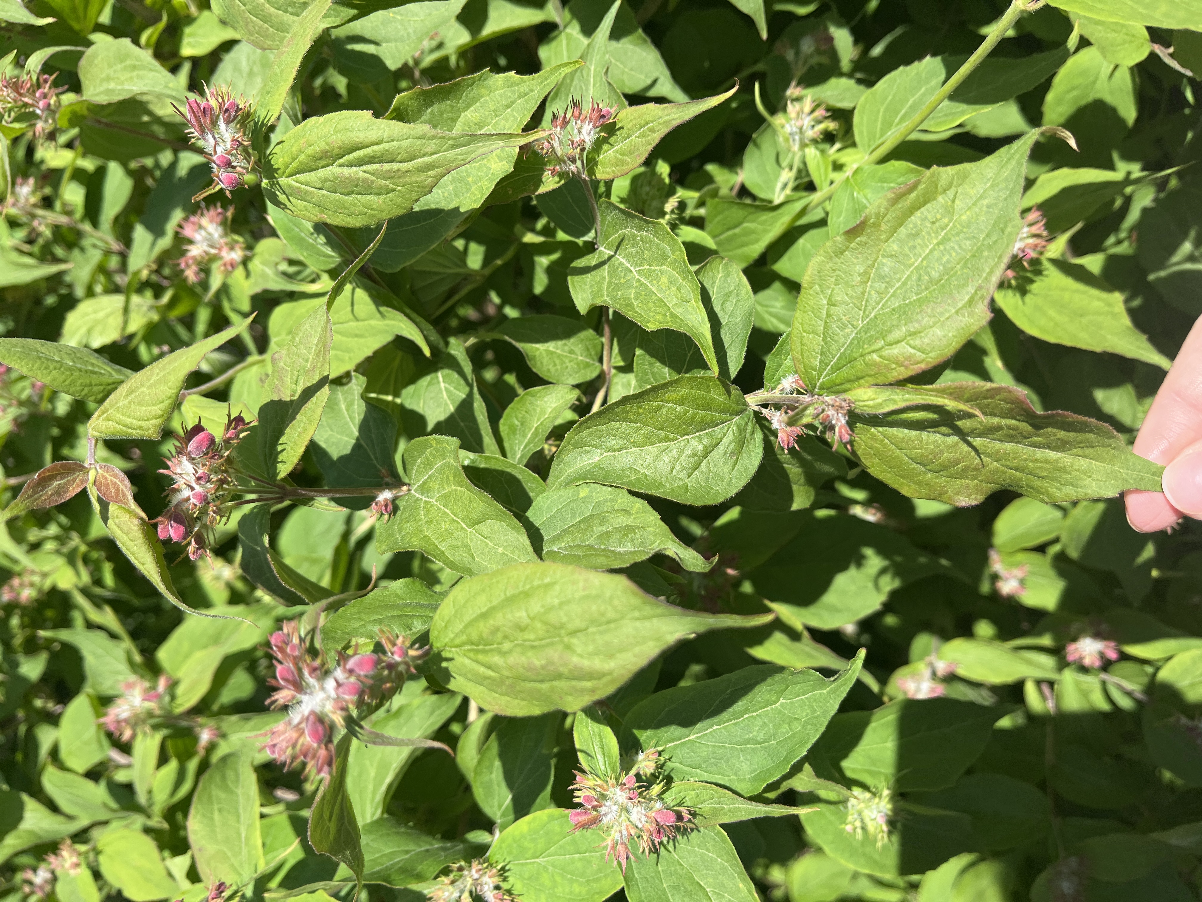 <p>Kolkwitzia amabilis </p>