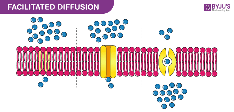 <p>Facilitated Diffusion</p>