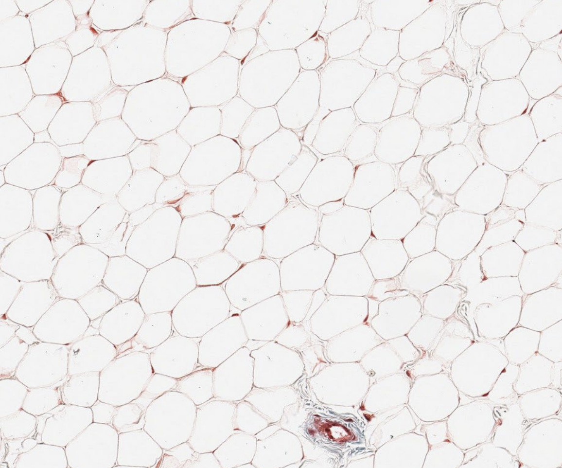 <p>name this tissue</p>