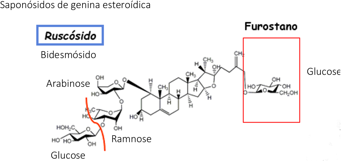 <ul><li><p>Gilbardeira ( Ruscus aculeatus)</p></li><li><p>rizomas e raizes</p></li><li><p>ruscosido</p></li><li><p>Agonista adrenérgico alfa promovendo a vasoconstrição e ação direta sobre as fibras da parede vascular (ação antiradicalar, aumenta resistência e diminui permeabilidade) - vasoconstrição</p></li><li><p>maior atividade farmacológica quanto menor o nº de açucares</p></li></ul><p></p>