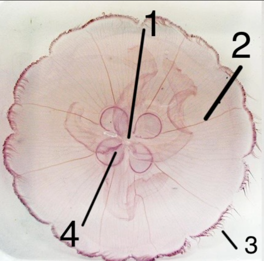 <p>What is 3?</p>