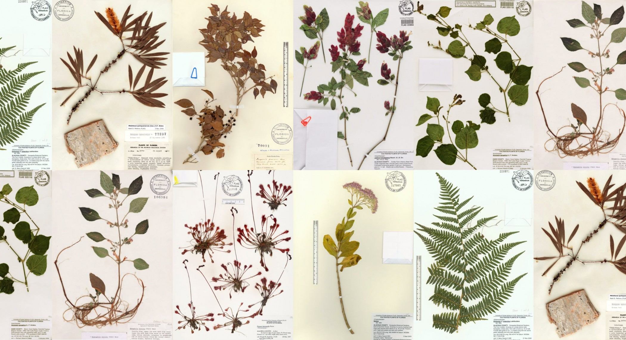 <p>Herbarium</p>