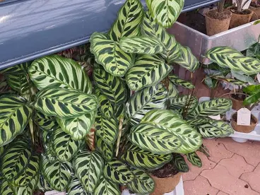 <p>Planta </p>