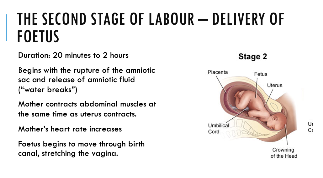 <p><span style="font-family: "Tw Cen MT";">&nbsp;Contraction and retraction repeated until head reaches entrance to vagina</span></p><p><span style="font-family: "Tw Cen MT";">&nbsp;Foetal head turns to face mother’s back and passes through the vagina</span></p><p><span style="font-family: "Tw Cen MT";">&nbsp;Head turns sideways again to face hips so shoulders and body pass out easily.</span></p><p><span style="font-family: "Tw Cen MT";">&nbsp;Shape of head may distort, but joints/bones of skull are pliable and shape remoulds quickly</span></p>