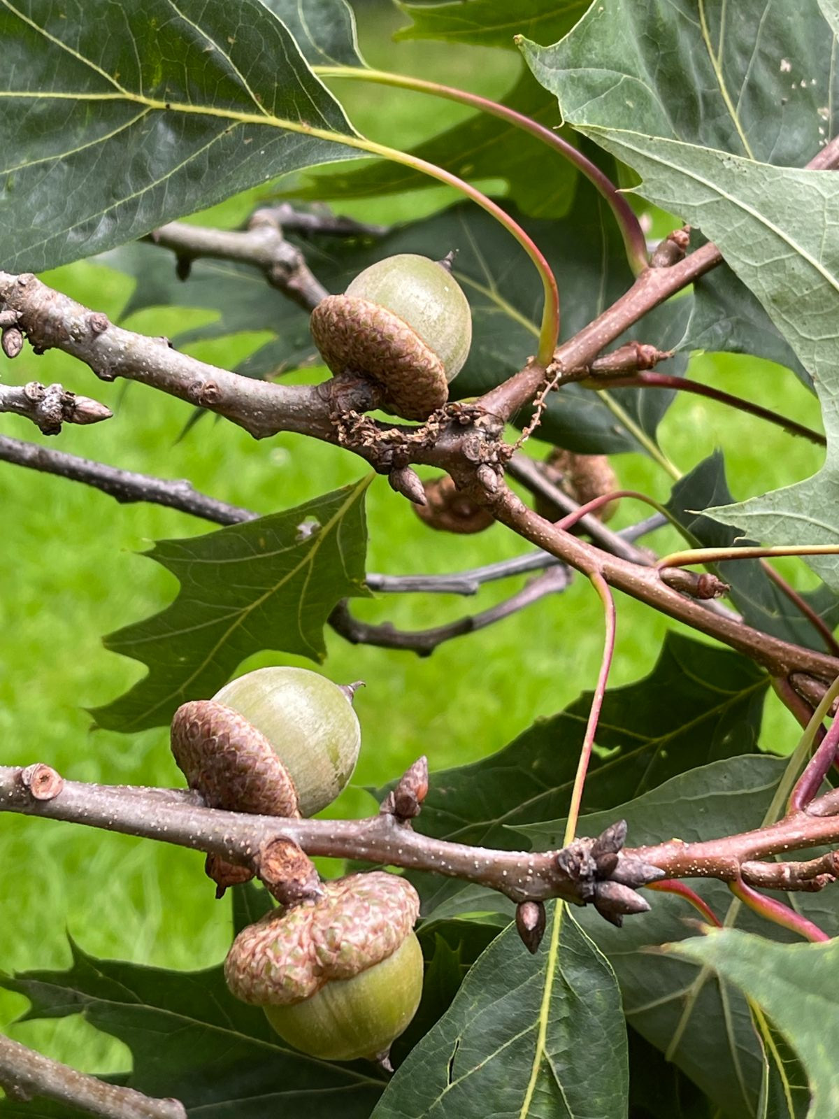 <p>Quercus rubra</p>