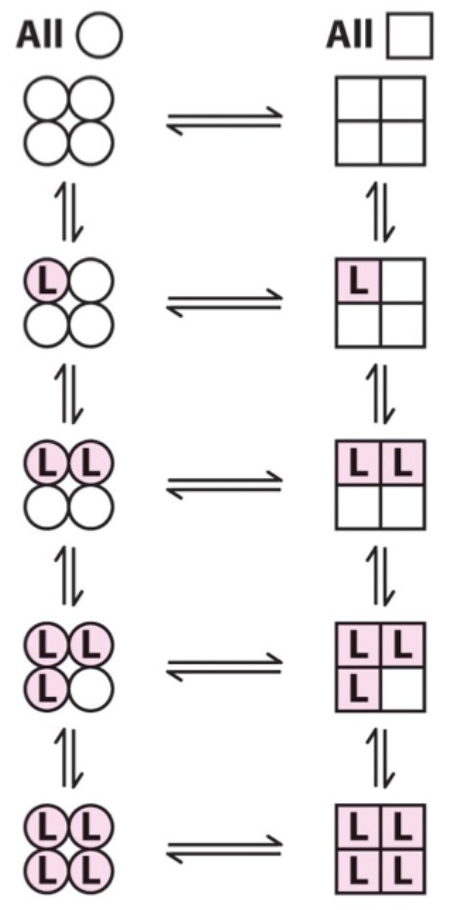 <p><strong>Moves the equilibrium in favor of the high-affinity (R) state.</strong></p>
