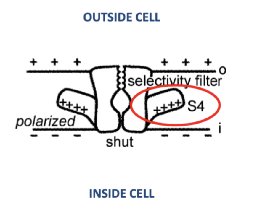<ul><li><p>4-5 subunits of membrane spanning proteins forms pores</p></li><li><p>A pore loop is inside the membrane</p><ul><li><p>Function: creates a selectivity filter</p></li></ul></li><li><p>Gate: a protein that functions to either close or open the channel under certain conditions by changing between two shapes</p></li><li><p>Types</p><ul><li><p><strong>Ligand Gated</strong></p><ul><li><p>the binding of a chemical agent to a receptor (part of the chemical signalling ) to trigger events like an activation of an enzyme or a ion channel to open</p></li><li><p>very important for synaptic transmission</p></li></ul></li><li><p><strong>Voltage gated</strong></p><ul><li><p>Voltage gradient causes channels to undergo conformational change to create an open pore</p></li><li><p>Use of the s4 segment of the protein</p><ul><li><p>Positively charged attracted to the negatively charged inner membrane surface to close the pore (-70 mV)</p></li><li><p>However depolarization (-50 mV inside) is not enough attract and the wings move towards the outer membrane and allows the pore to open</p></li></ul></li></ul></li></ul></li></ul><p></p>
