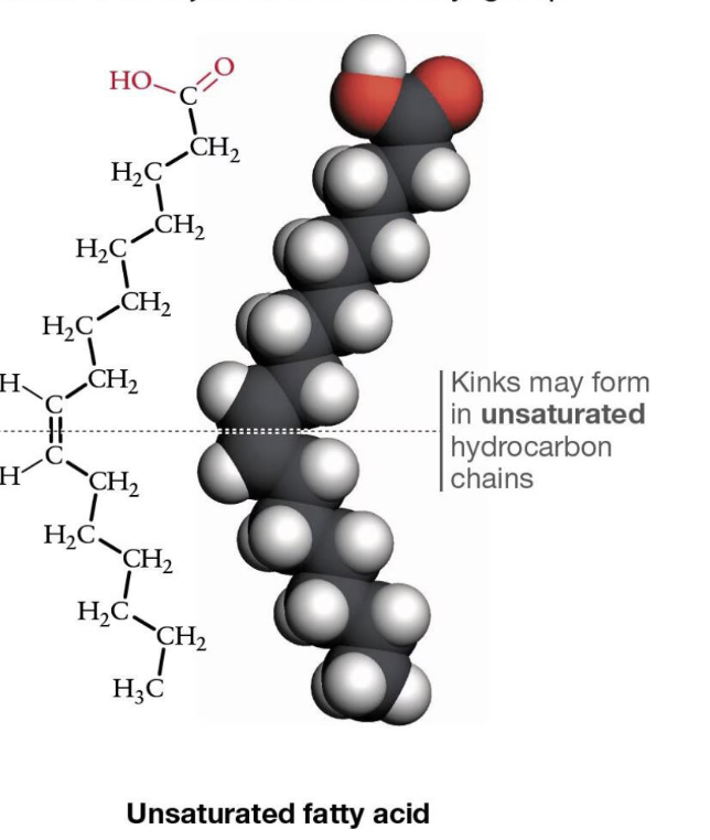 <p>Has double bonds (usually cis), causes kinks</p><p>—> one or more double carbon bonds, not fully saturated w/hydrogens </p>