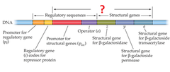 <p>In prokaryotic cells, a cluster of genes under control of a promoter.</p>