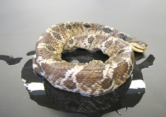 <p>Common name, Family, Scientific Name?</p>