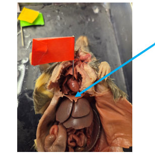 <p>Diaphragm (Rat)</p>