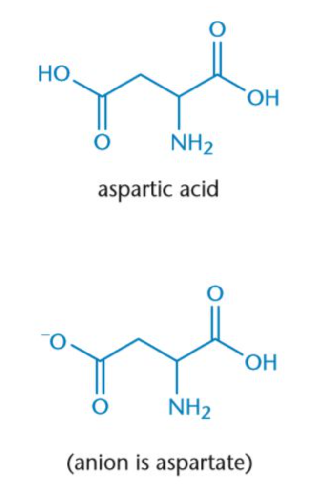 <p>Asp, D</p><p>Acid</p><p>Polar</p><p>Negativly charged(unprotonated) & neutral(protonated)</p>