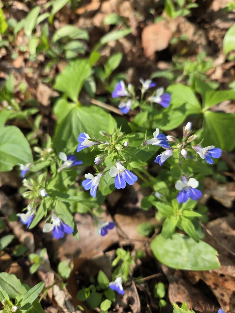 <p><strong>(<em>Collinsia verna</em>)</strong> – Low spring annual with opposite leaves and small blue-and-white tubular flowers arranged in whorls along the stem. Found in rich deciduous woodlands, often in moist soils. <strong>Autotroph; spring ephemeral/early-season annual.</strong><br><strong>Uses:</strong> Primarily ecological and ornamental value; supports early pollinators.</p>