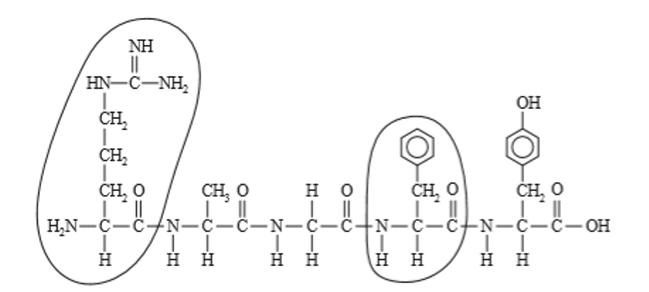 <p>Quali sono i nomi abbreviati dei due amminoacidi cerchiati nel seguente peptide?</p>