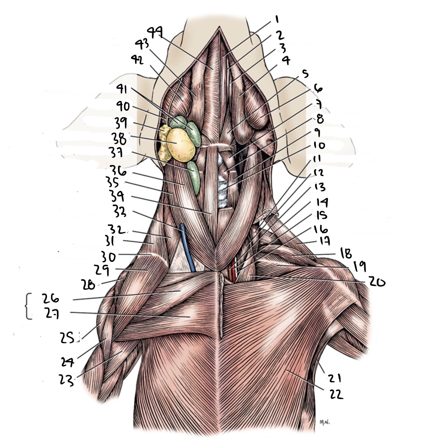 <p>22</p>