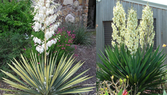 <p>Adam's needle yucca</p>