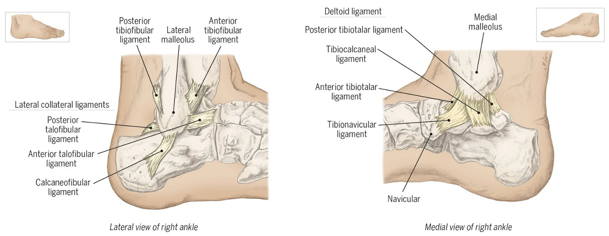 <p>« ligaments</p>