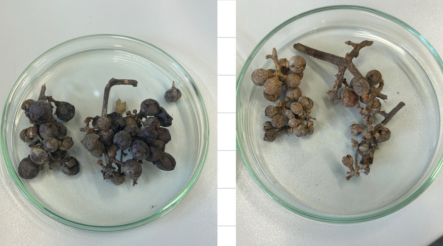 <p>Peronospora vs Uncinula necator </p>