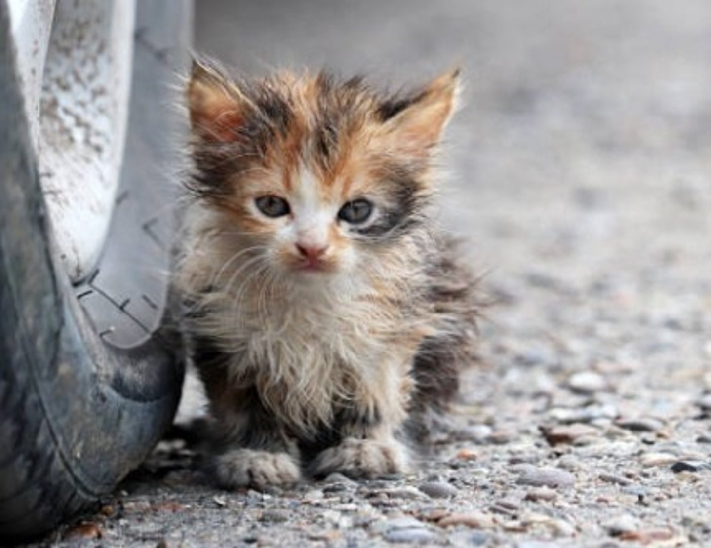 <p>TRANSLATION: представлять угрозу для здоровья</p><p>DEFINITION: to be a danger to someone's physical well-being</p><p>EXAMPLE: Stray cats can ........................ if they carry diseases. Бездомные кошки могут ПРЕДСТАВЛЯТЬ УГРОЗУ ДЛЯ ЗДОРОВЬЯ, если они переносят болезни.</p>