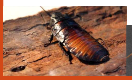 <p>name this animal</p>
