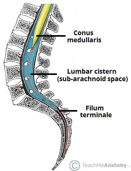 <p>It continues coating the <strong>filum terminale</strong> which is a slender, fibrous thread of connective tissue that anchors the lower end of the spinal cord to the coccyx</p>