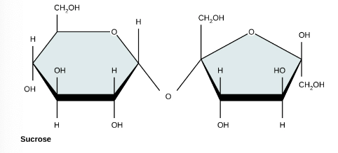 <p><span>What two monosaccharides make sucrose?</span></p>