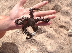 <p>Brittle stars, tube feet do not have suckers, madreporite is on the oral surface. passive suspension feeders </p>