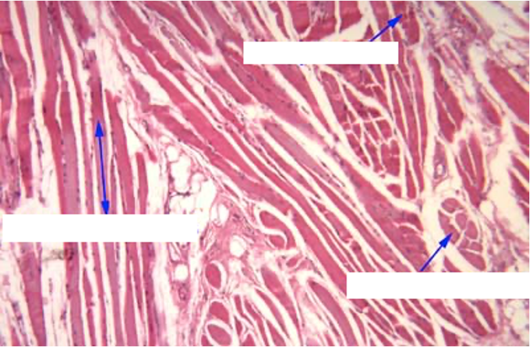 <p>identify the tissue sectioning (left,up, right)</p>