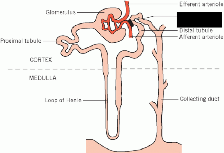 <p><span style="background-color: transparent;">Monitors blood solute concentration as well as concentration of urine. Aids in regulating the fluid volume and blood pressure. Consists of a group of cells that reside between the <strong>distal convoluted tubule </strong>and the <strong>afferent arteriole. </strong></span></p><p></p>