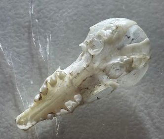 <p>What family does this skull belong to?</p>
