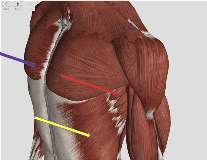 <p><span>Identify the muscle at the tip of the yellow arrow</span></p>
