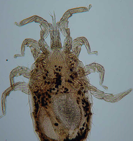 <p>Poultry - Northern Fowl Mite</p>