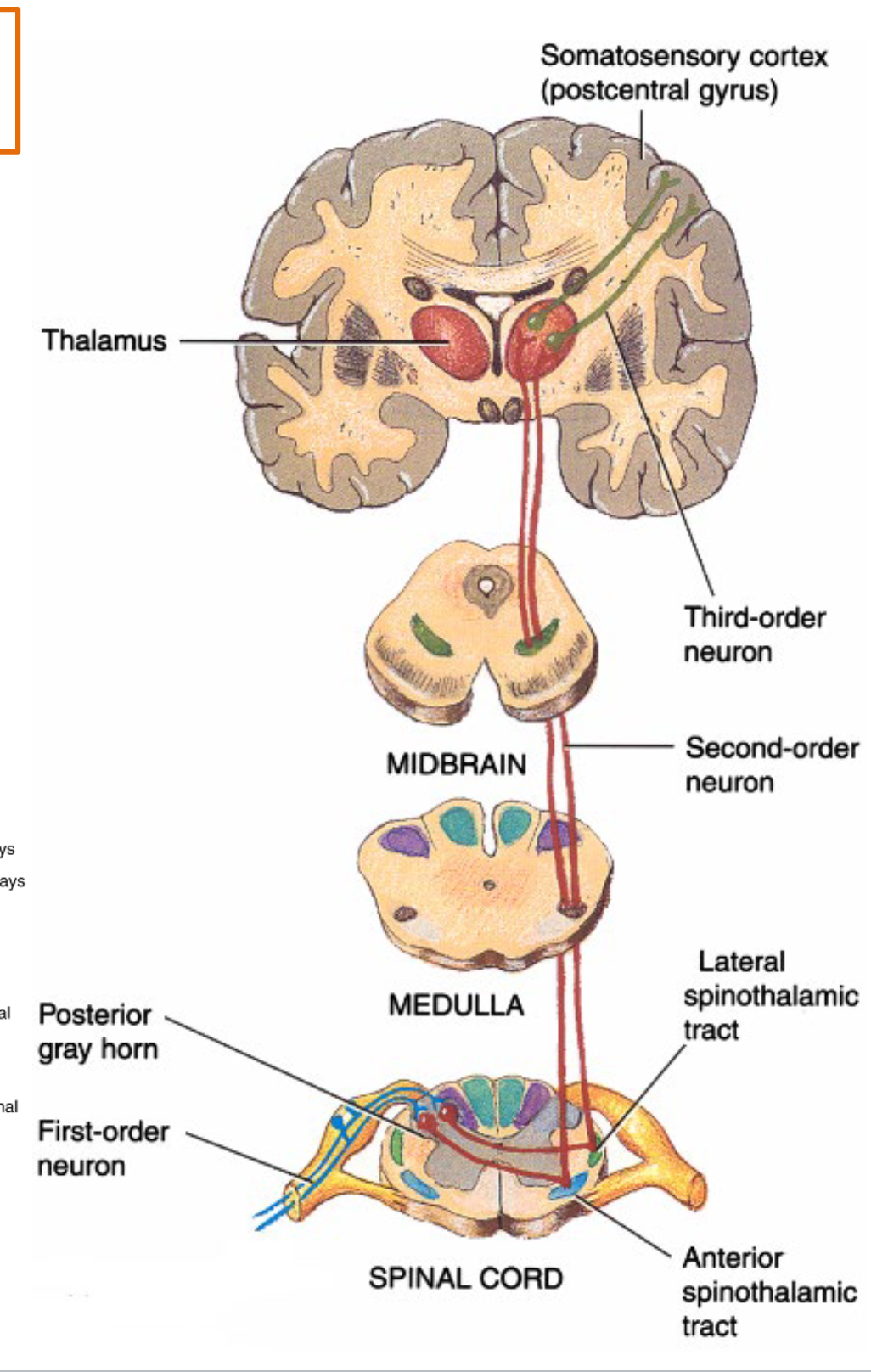 <p>1) LATERAL SPINOTHALAMIC TRACT</p><p>2) ANTERIOR SPINOTHALAMIC TRACT</p><p></p>