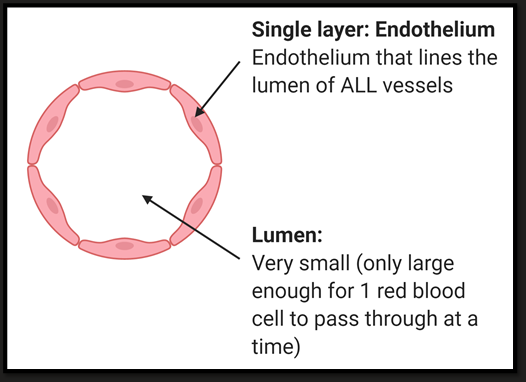 <ul><li><p>Single cell thick </p></li><li><p>Lack of elastin/ muscle</p></li><li><p>Functional for exchange</p></li></ul><p></p>