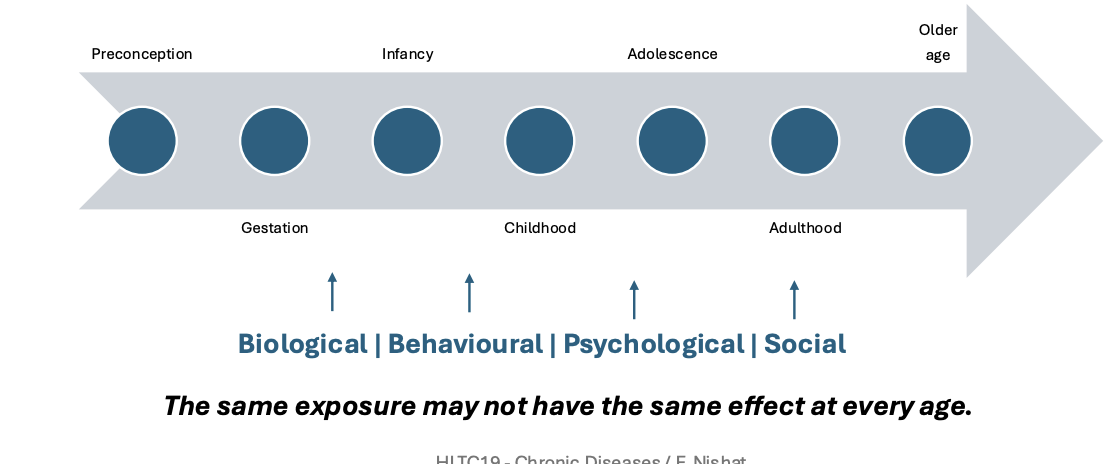 <p>How do exposures at different stages of life shape later health and disease?</p><p>When does risk develop?</p><p></p><p>Examines how exposures and experiences across different stages of life shape later health and chronic disease.</p><p></p><p>the point where a disease diagnosis is not the casual point </p>