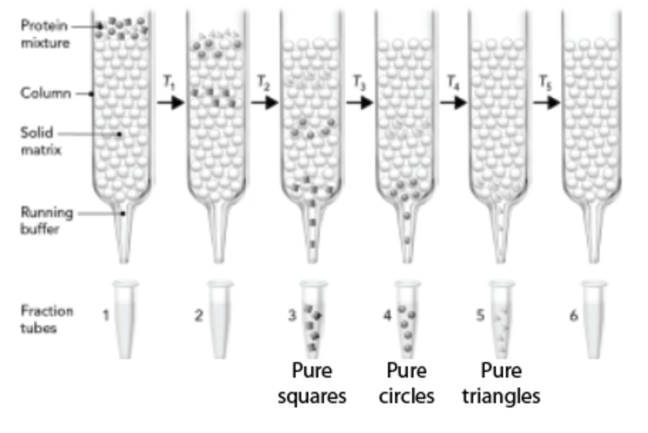 <p><span>The figure below shows three proteins that are separated using gel filtration chromatography. Which protein is the largest?</span></p>