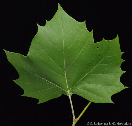 <ul><li><p>platanus occidentalis </p></li><li><p>alternate </p></li><li><p>lobed </p></li><li><p>exfoliating bark </p></li></ul><p></p>