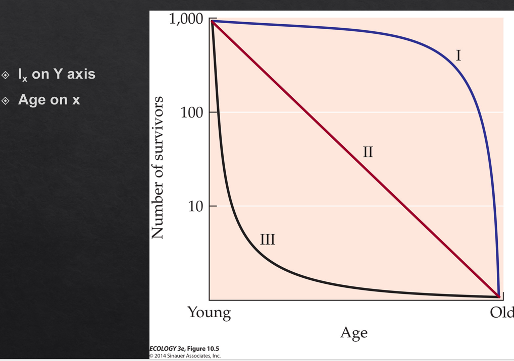 <p>A life table is a tool for tracking what happens to a population over time by recording Nx, Sx, lx, and Fx</p><p>Nx=number of individuals alive at time x</p><p>Sx= proportion of individuals alive at time x+1 compared to x ( Nx+1 / Nx)</p><p>lx = age specific survivorship - proportion of individuals living from birth to age x (Nx/ No) </p><p>Fx =age specific fecundity— average number of offspring produced by female at age x</p><p>From lx and mx you can predict mean life span, future age distributions, and future population size</p><p><strong>cohort life table</strong> follows actual individuals from birth to death, which is more accurate;</p><p><strong>static life table</strong> takes a snapshot at the age of death and infers survival from the age distribution, which is less accurate because it assumes conditions stay constant.</p>