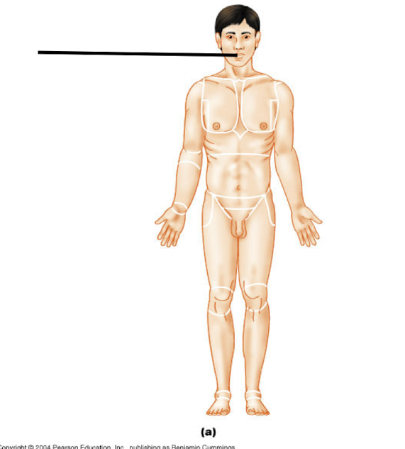 <p>Oral</p>