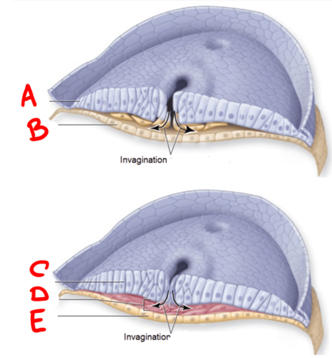 <p>Lower layer of bilaminar disc; contributes to extraembryonic tissues like yolk sac. (b)</p>