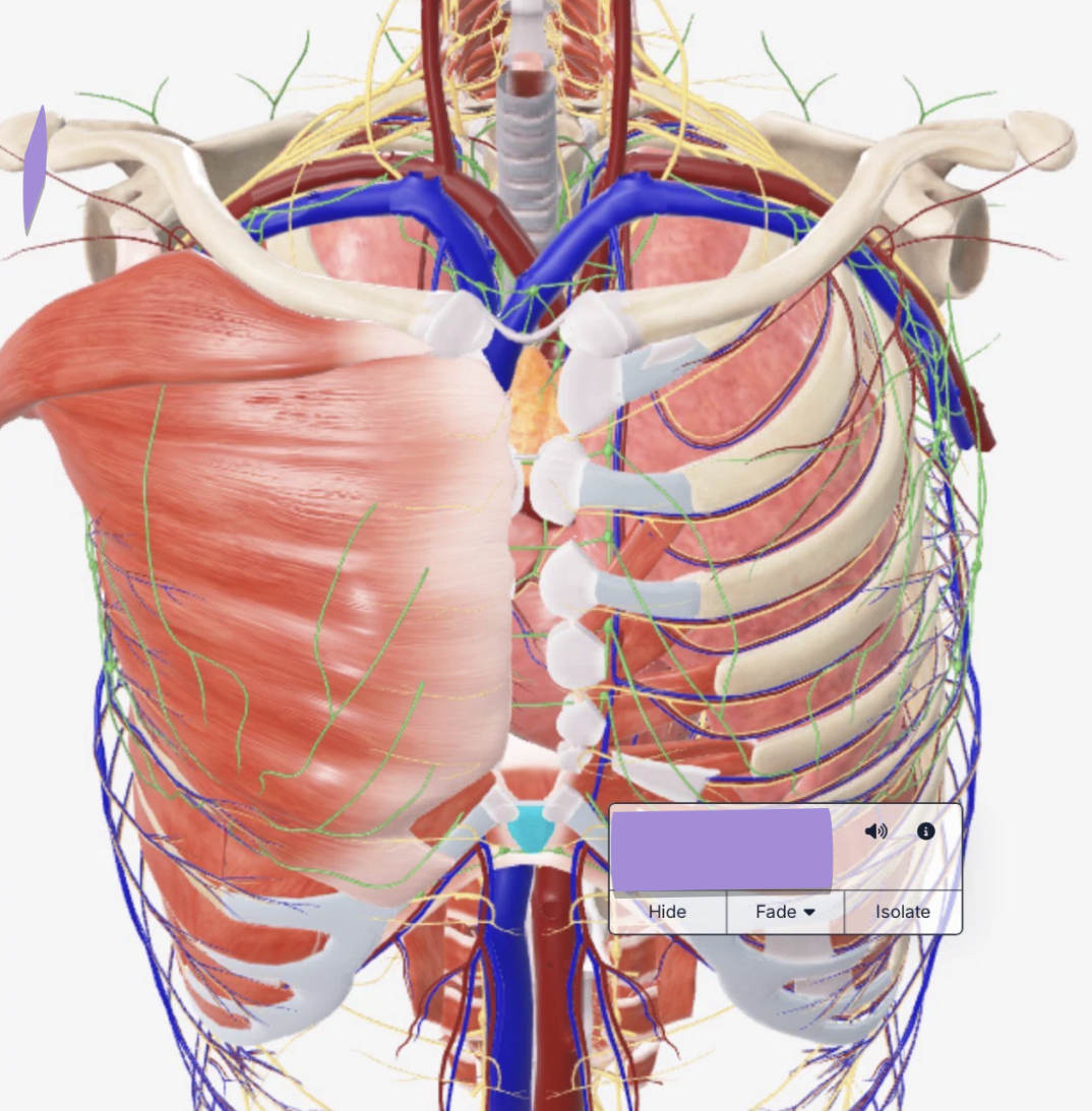 term image