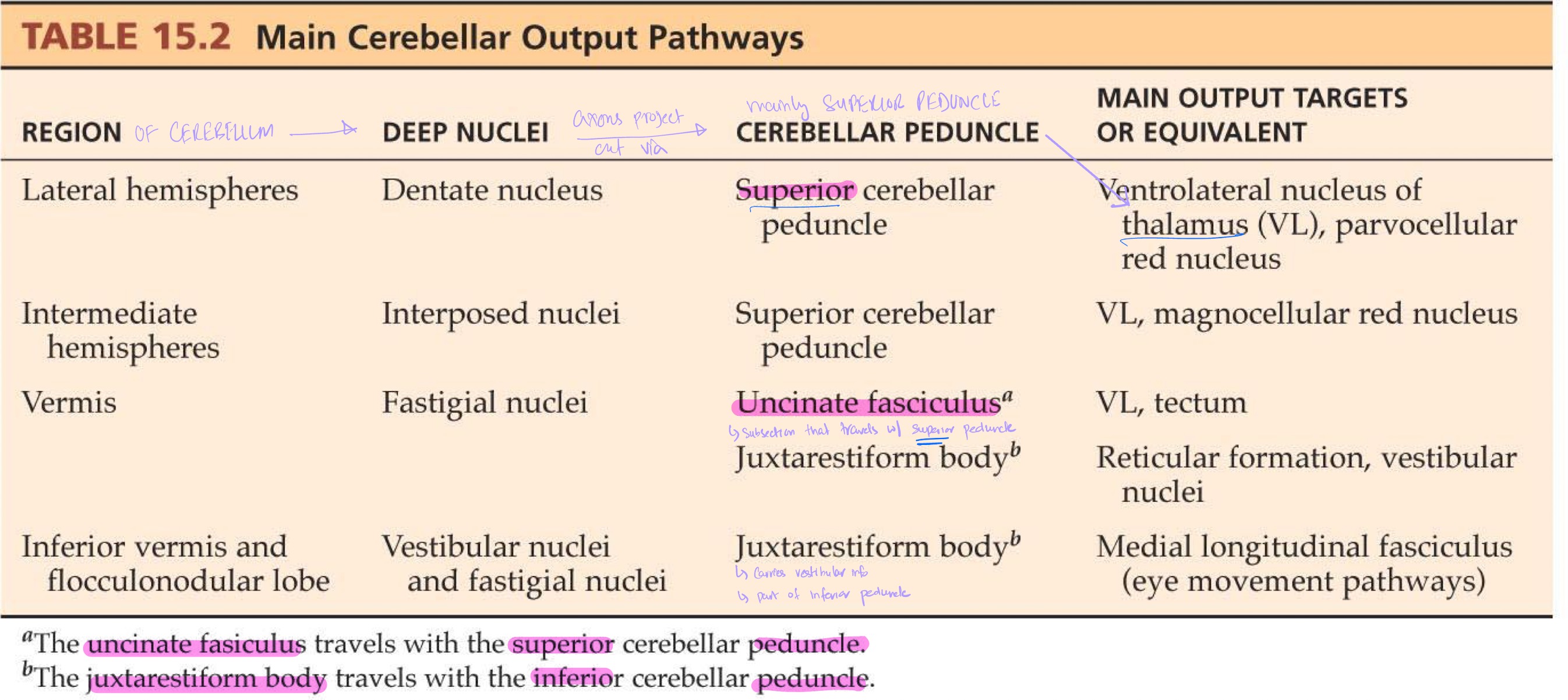 <ul><li><p>Lateral region → Dentate → Superior peduncle → Contralateral Thalamus</p></li><li><p>Intermediate region → Interposed → Superior peduncle → Contralateral Thalamus</p></li><li><p>Vermis → Fastigial N → Uncinate fasciculus (superior peduncle) + Juxtarestiform body (inferior peduncle) → Vestibular N + Reticular formation </p></li><li><p>Inferior vermis + flocculonodular lobe → Verstibular nuclei + fastigial nuclei → Juxtarestiform body (inferior peduncle) → MLF (eye movement)</p></li></ul><p></p>