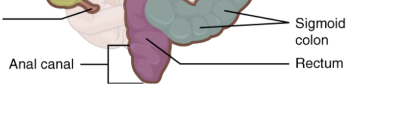 <p>located at the bottom of the large intestine</p>