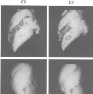 <p>light energy</p>