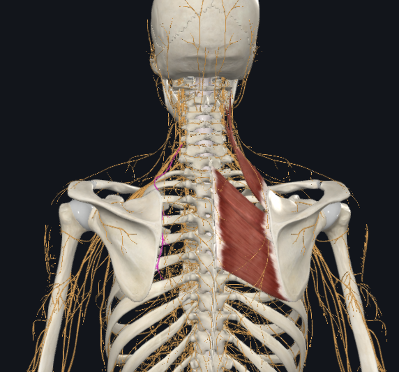 <p>levator scapulae, rhomboid major, and rhomboid minor (all innervated by C5)</p>
