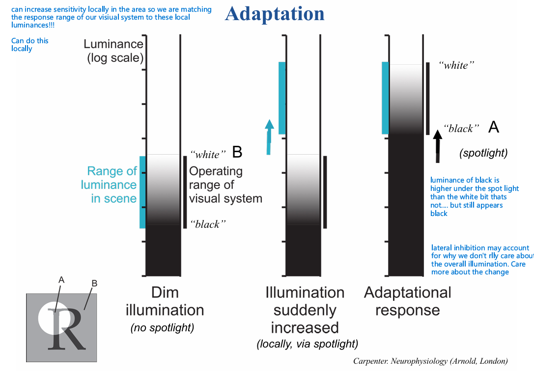 <p>Adaptation!</p><ul><li><p>visual system is more concerned with encoding <strong>reflectance’s </strong>of objects than their <strong>luminance’s, </strong>which change radically depending on illumination</p></li><li><p>key to minimising the influences of fluctuations in illumination (and therefore luminances) is the notion of adaptation</p></li></ul><p>our visual system is sensitive to a wide range of luminances, but in a particular scene of a constant illumination, there is only about a 20 fold range of luminances!!</p><p>we can adjust our sensitivity to a particular scene to detect black and white to that particular scene</p>