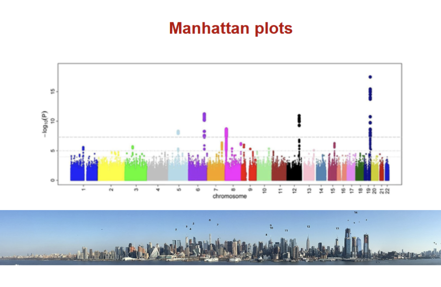<p>A graph for genes on chromosomes resembling a city, hence “Manhattan”</p>