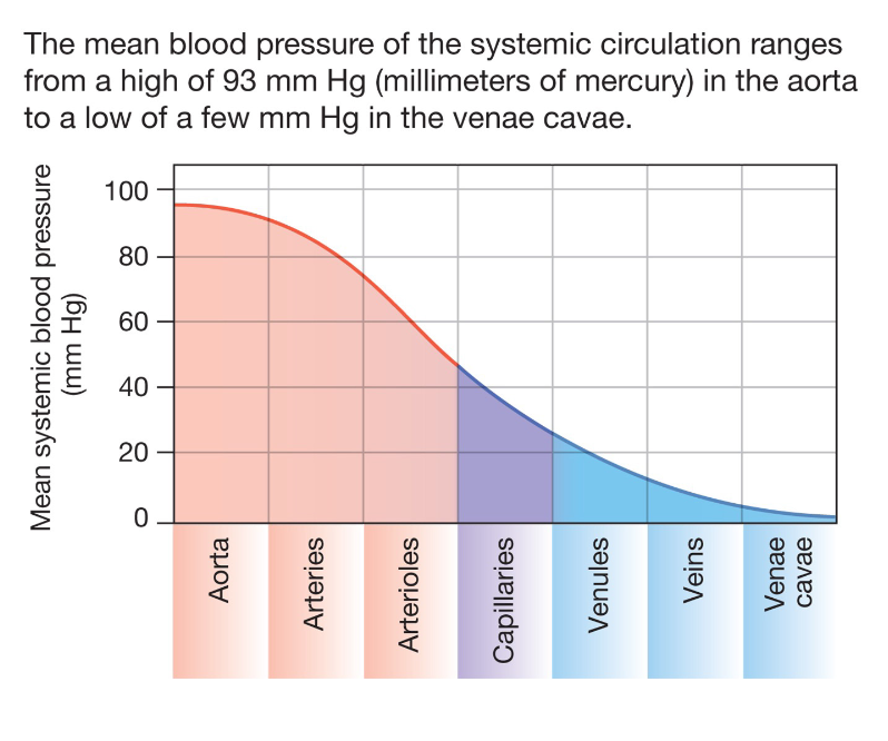 <p>Blood pressure is highest at or near its source (the heart)</p>
