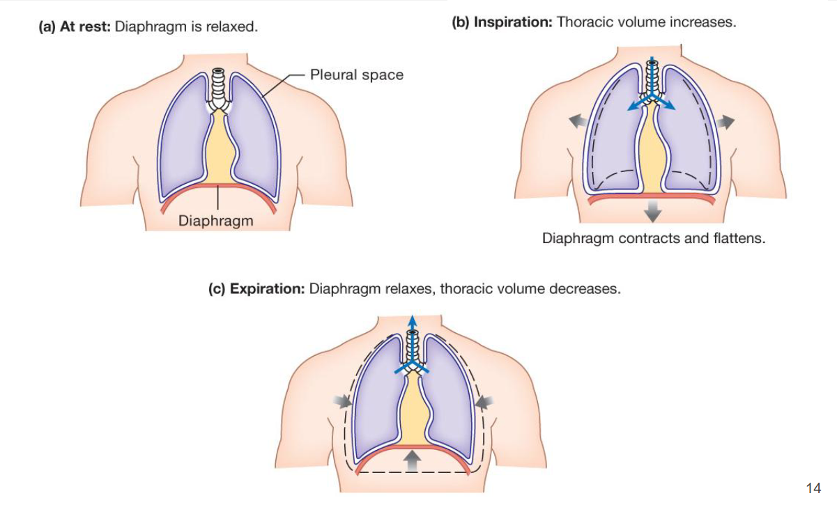 <p>The mechanics of ventilation</p>