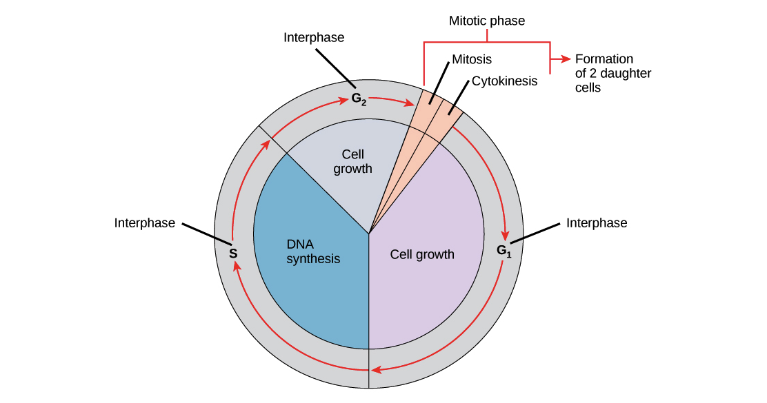 <p><span>DNA is </span><strong>replicated</strong></p>